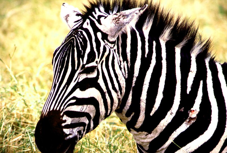 Zebra - Ngorogoro